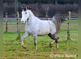 Lusitanien, Hongre, 5 Ans, 154 cm, Gris