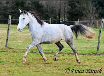 Lusitanien, Hongre, 5 Ans, 154 cm, Gris