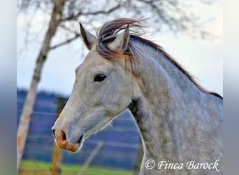 Lusitanien, Hongre, 5 Ans, 154 cm, Gris