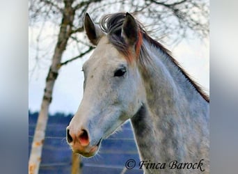 Lusitanien, Hongre, 5 Ans, 154 cm, Gris