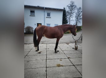 Lusitanien, Hongre, 5 Ans, 155 cm, Bai