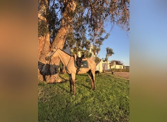 Lusitanien, Hongre, 5 Ans, 156 cm, Buckskin