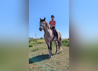 Lusitanien, Hongre, 5 Ans, 157 cm, Gris