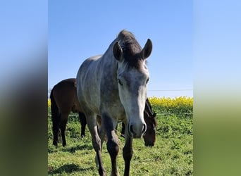 Lusitanien, Hongre, 5 Ans, 157 cm, Gris