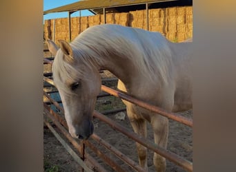 Lusitanien, Hongre, 5 Ans, 157 cm, Palomino