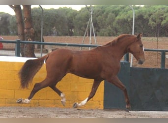 Lusitanien, Hongre, 5 Ans, 158 cm, Alezan