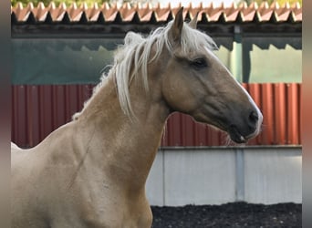 Lusitanien Croisé, Hongre, 5 Ans, 158 cm