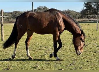 Lusitanien, Hongre, 5 Ans, 159 cm, Bai brun