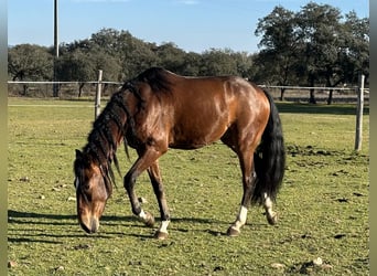 Lusitanien, Hongre, 5 Ans, 159 cm, Bai brun