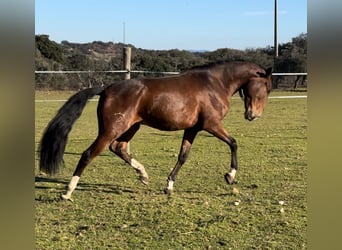 Lusitanien, Hongre, 5 Ans, 159 cm, Bai brun