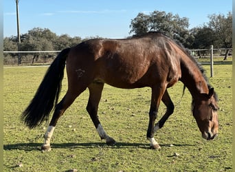 Lusitanien, Hongre, 5 Ans, 159 cm, Bai brun