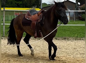 Lusitanien, Hongre, 5 Ans, 160 cm, Bai brun