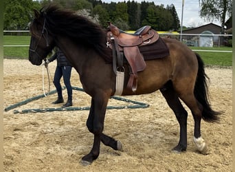 Lusitanien, Hongre, 5 Ans, 160 cm, Bai brun foncé