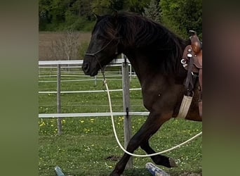 Lusitanien, Hongre, 5 Ans, 160 cm, Bai brun foncé
