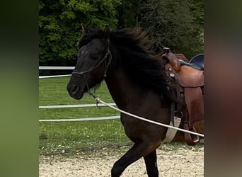 Lusitanien, Hongre, 5 Ans, 160 cm, Bai brun foncé
