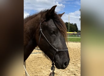 Lusitanien, Hongre, 5 Ans, 160 cm, Bai brun foncé