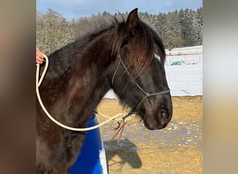 Lusitanien, Hongre, 5 Ans, 160 cm, Bai brun foncé