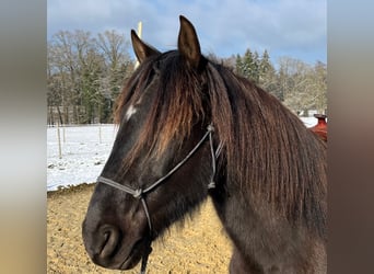 Lusitanien, Hongre, 5 Ans, 160 cm, Bai brun foncé