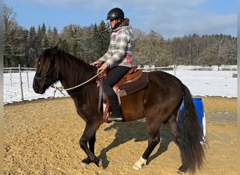 Lusitanien, Hongre, 5 Ans, 160 cm, Bai brun foncé