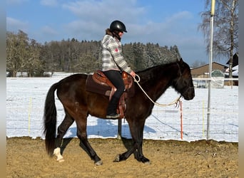 Lusitanien, Hongre, 5 Ans, 160 cm, Bai brun foncé