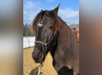 Lusitanien, Hongre, 5 Ans, 160 cm, Bai brun foncé