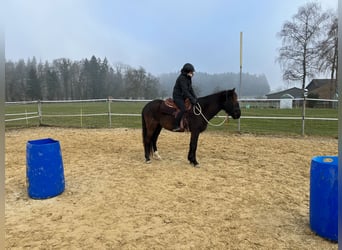 Lusitanien, Hongre, 5 Ans, 160 cm, Bai brun foncé