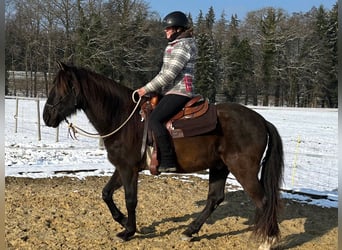 Lusitanien, Hongre, 5 Ans, 160 cm, Bai brun foncé