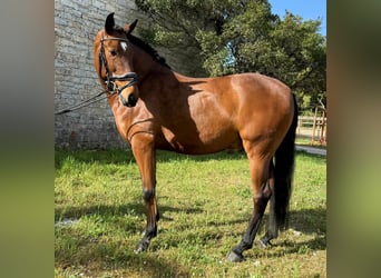 Lusitanien, Hongre, 5 Ans, 160 cm, Bai
