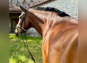 Lusitanien, Hongre, 5 Ans, 160 cm, Bai