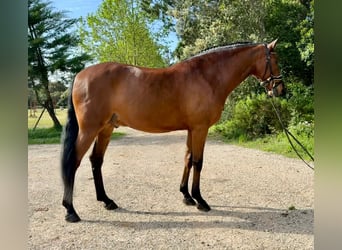 Lusitanien, Hongre, 5 Ans, 160 cm, Bai