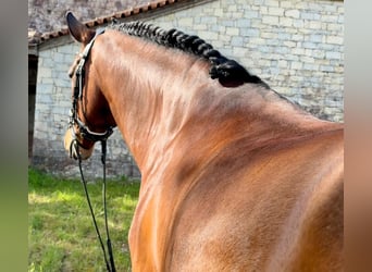 Lusitanien, Hongre, 5 Ans, 160 cm, Bai