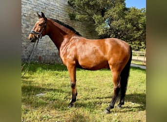 Lusitanien, Hongre, 5 Ans, 160 cm, Bai