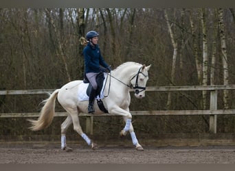 Lusitanien, Hongre, 5 Ans, 160 cm, Cremello