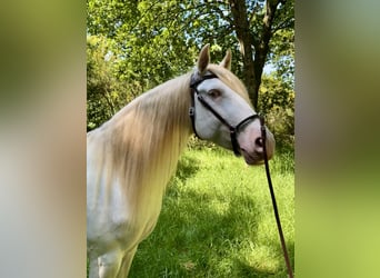 Lusitanien Croisé, Hongre, 5 Ans, 160 cm, Cremello