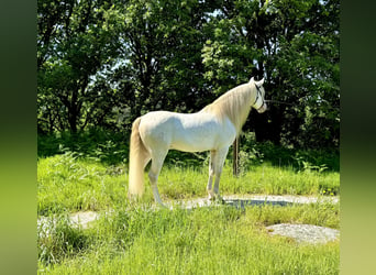 Lusitanien Croisé, Hongre, 5 Ans, 160 cm, Cremello