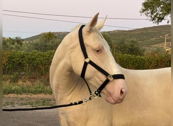 Lusitanien, Hongre, 5 Ans, 160 cm, Cremello
