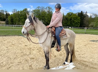 Lusitanien, Hongre, 5 Ans, 160 cm, Isabelle