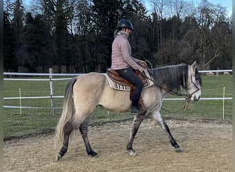 Lusitanien, Hongre, 5 Ans, 160 cm, Isabelle