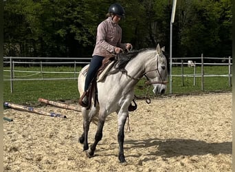 Lusitanien, Hongre, 5 Ans, 160 cm, Isabelle