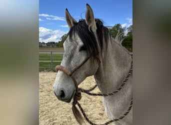 Lusitanien, Hongre, 5 Ans, 160 cm, Isabelle