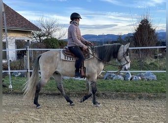 Lusitanien, Hongre, 5 Ans, 160 cm, Isabelle