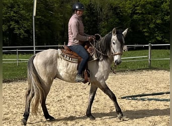 Lusitanien, Hongre, 5 Ans, 160 cm, Isabelle