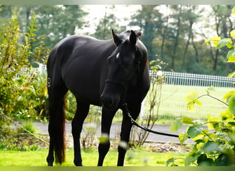 Lusitanien, Hongre, 5 Ans, 160 cm, Noir