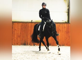 Lusitanien, Hongre, 5 Ans, 160 cm, Noir