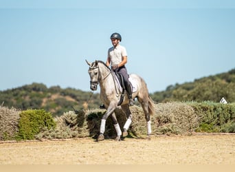 Lusitanien, Hongre, 5 Ans, 161 cm, Gris