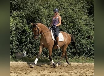 Lusitanien Croisé, Hongre, 5 Ans, 162 cm, Bai clair