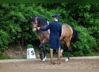 Lusitanien, Hongre, 5 Ans, 162 cm, Buckskin