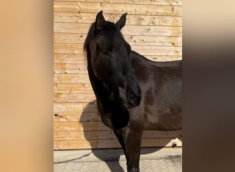 Lusitanien, Hongre, 5 Ans, 162 cm