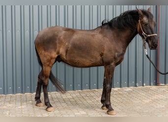 Lusitanien, Hongre, 5 Ans, 162 cm