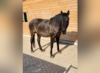 Lusitanien, Hongre, 5 Ans, 162 cm